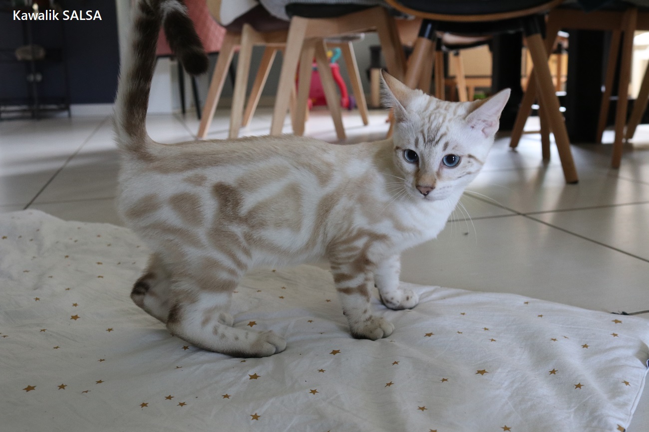 CHATON BENGAL